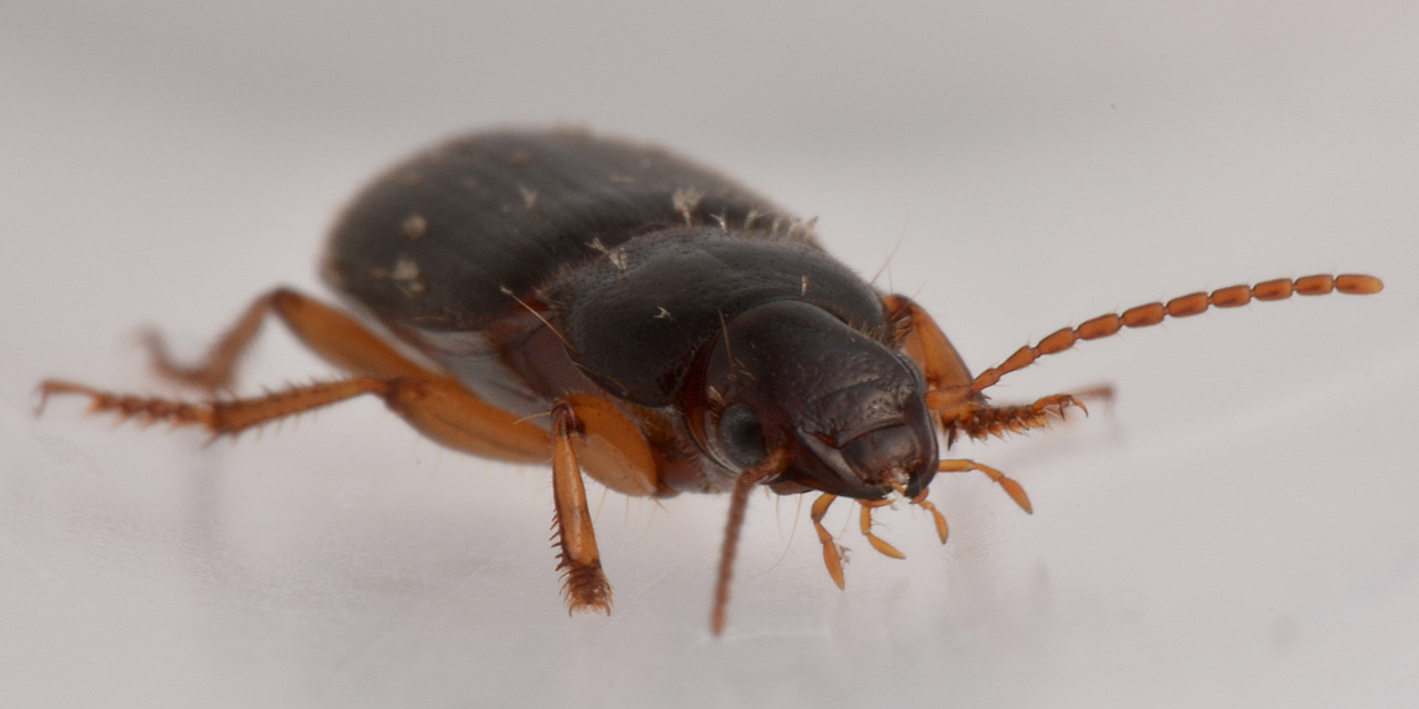 Carabidae ai funghi, Ophonus puncticeps?...Ophonus sp.